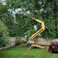 Professional Tree Removal and Landscaping Services in Lakeland Village, CA